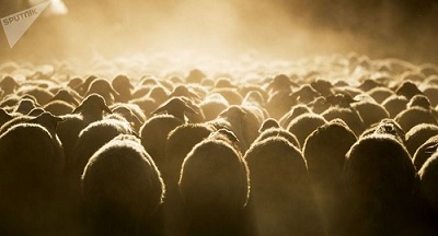 روسیه گوسفند و بُز به ایران صادر خواهد کرد