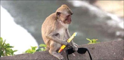 میمون‌های کاسب در بالی