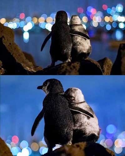 تصاویری از عاشقانه زوج پنگوئن