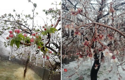 سرمازدگی شکوفه‌های درختان در کرمان