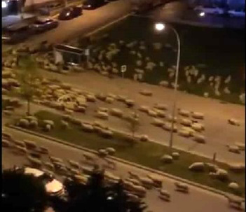 هجوم شبانه گوسفندان به شهری در ترکیه
