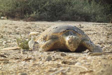 صید ترال، عامل مرگ لاک‌پشت‌ها در جاسک