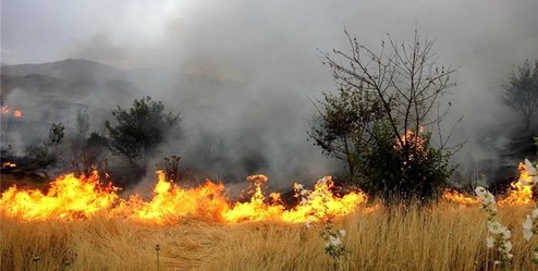 چرایی شعله‌ور شدن درختان چیتگر
