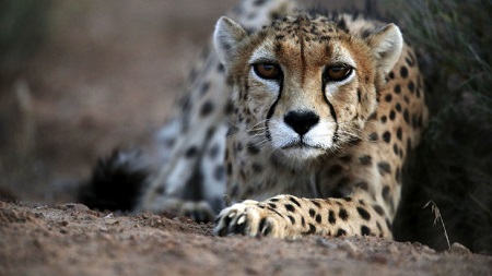 زیستگاه یوزپلنگ ایرانی باید حفظ شود