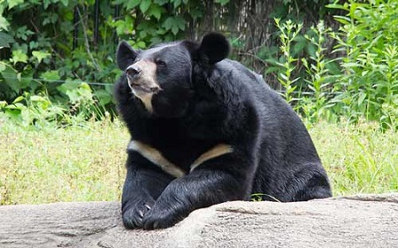 «نادیا»، خرس سیاه بلوچی اسیر سلول انفرادی!