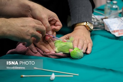 جراحی چشم یک سنجاب و یک طوطی در تبریز