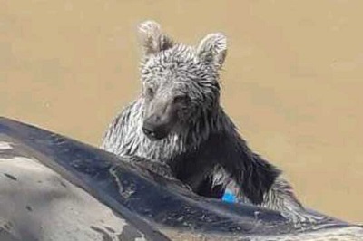 نجات توله خرس دو ساله از استخر آب