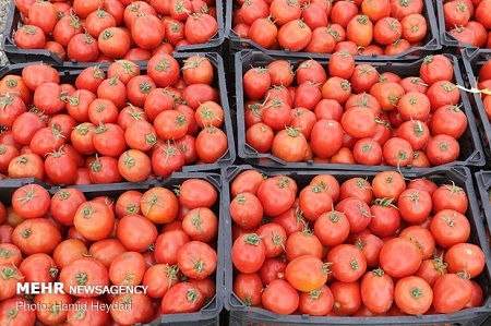 آغاز توزیع گوجه‌فرنگی ۱۱هزار تومانی