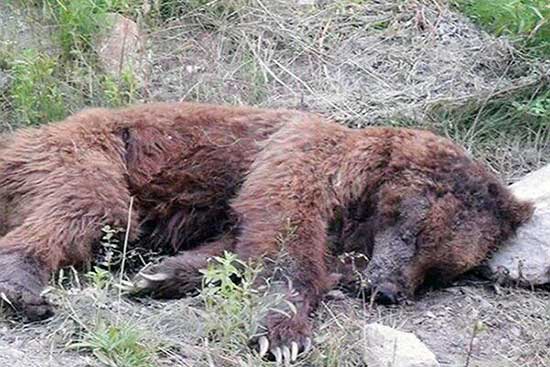 یک قلاده خرس قهوه‌ای در ارتفاعات تلف شد