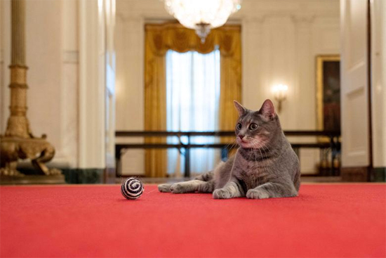 یک گربه؛ عضو جدید کاخ سفید