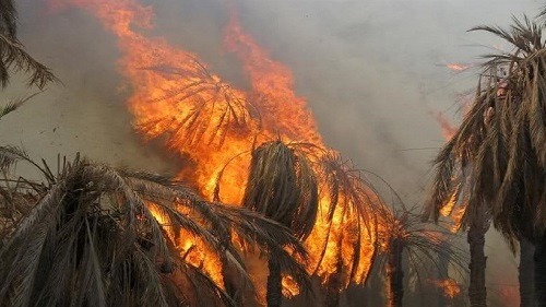 هزار نخل خرمای اروندکنار در آتش سوخت