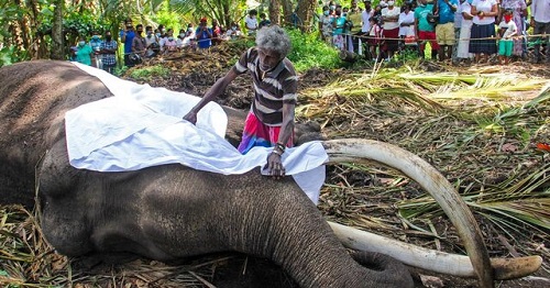 مرگ فیل مشهورِ سری‌لانکا