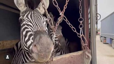 مرگ گورخر آفریقایی در باغ‌وحش‌ تهران