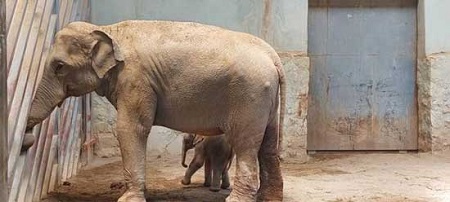 آخرین وضعیت فیل متولد شده