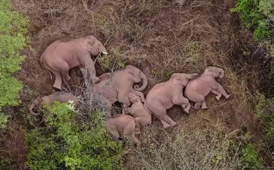 خواب فیل‌ها در جنگلی نزدیک استان یونان چین