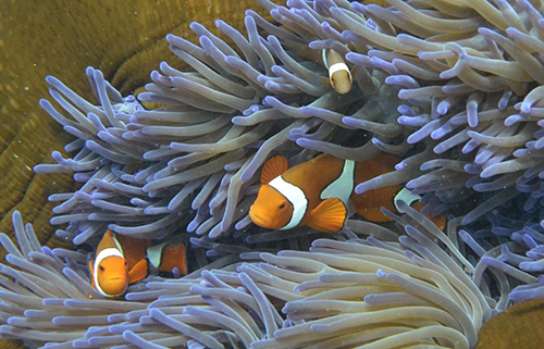 عربستان، بزرگ‌ترین باغ مرجانی زیر دریا را می‌سازد