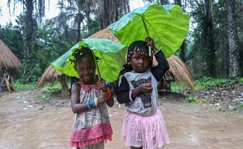 چتر طبیعی کودکان گینه‌ای هنگام بارش باران