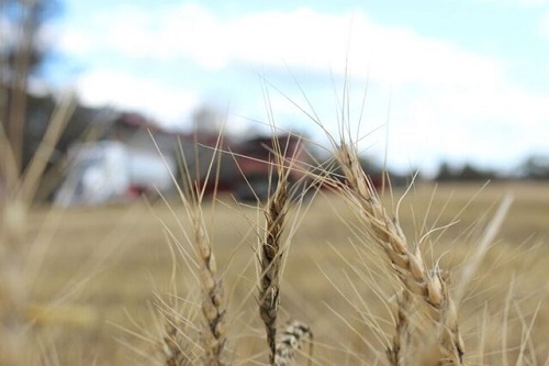 استرالیا می‌تواند مشکلات عرضه جهانی گندم را کاهش دهد؟