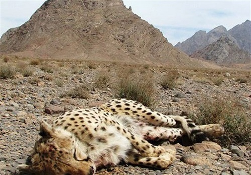 یک یوزپلنگ ایرانی بر اثر تصادف تلف شد!