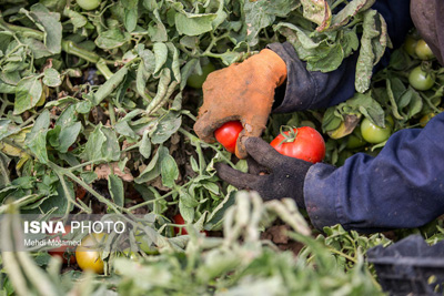 وعده نزولی شدن قیمت گوجه‌فرنگی